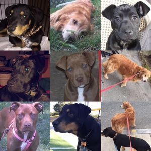 Meet your Posher, Robert